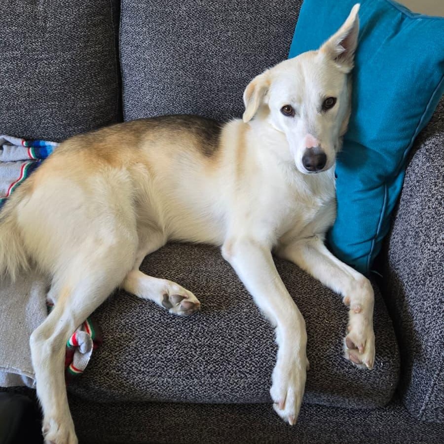 Enlarge Celine, a ADOPTABLE mixed breed in Thousand Oaks, CA image 5/6