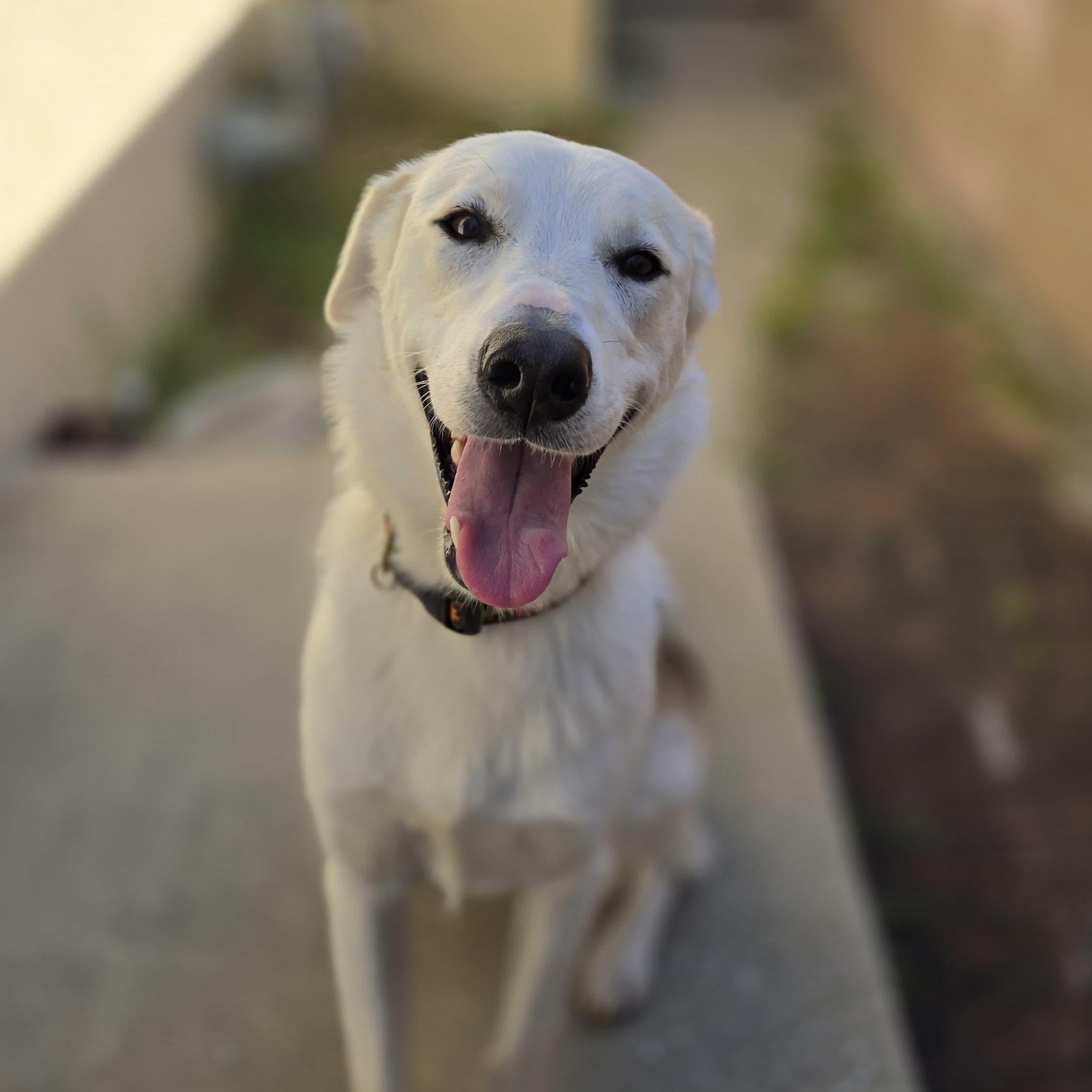 Enlarge Celine, a ADOPTABLE mixed breed in Thousand Oaks, CA image 1/6