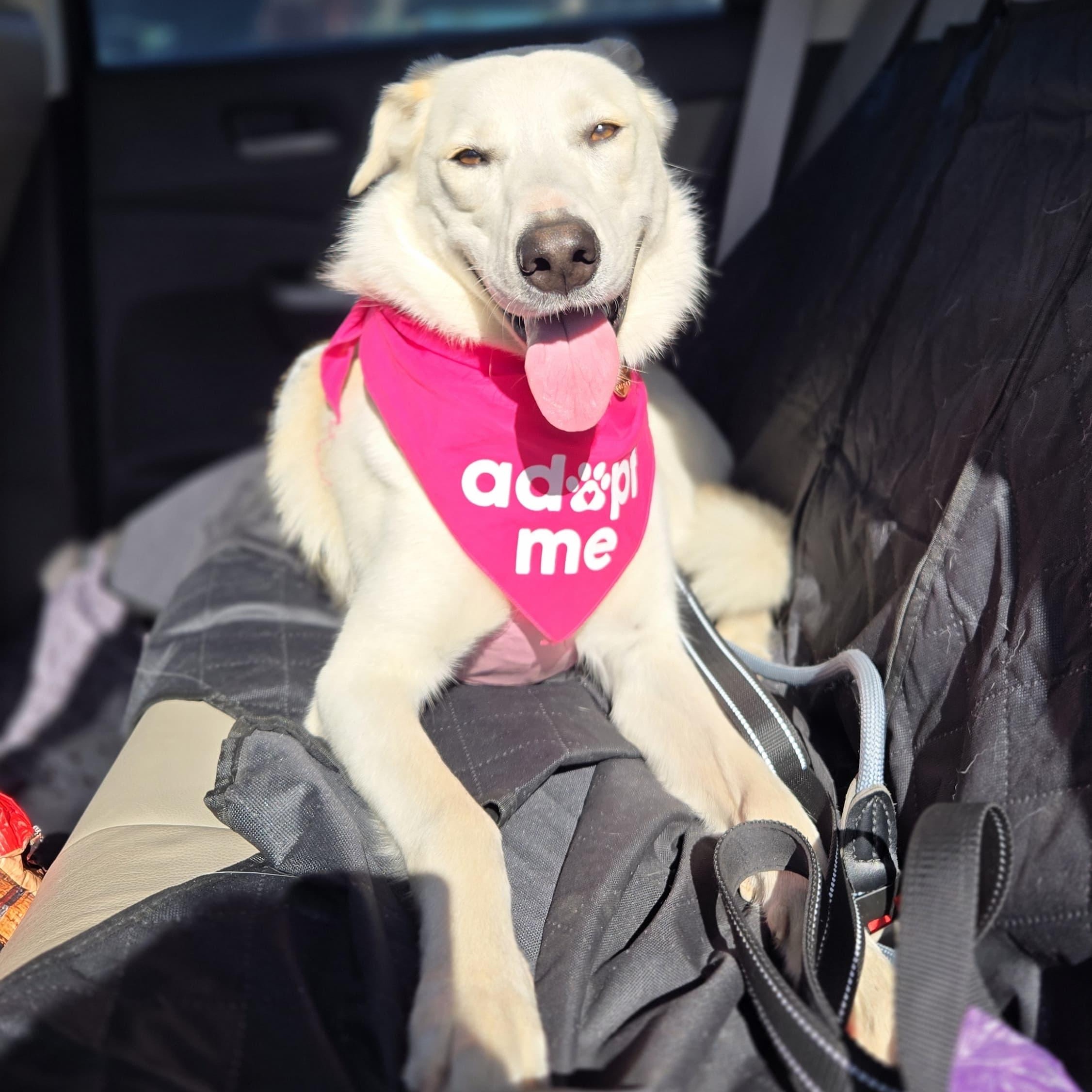 Celine, a ADOPTABLE mixed breed in Thousand Oaks, CA image 3/6