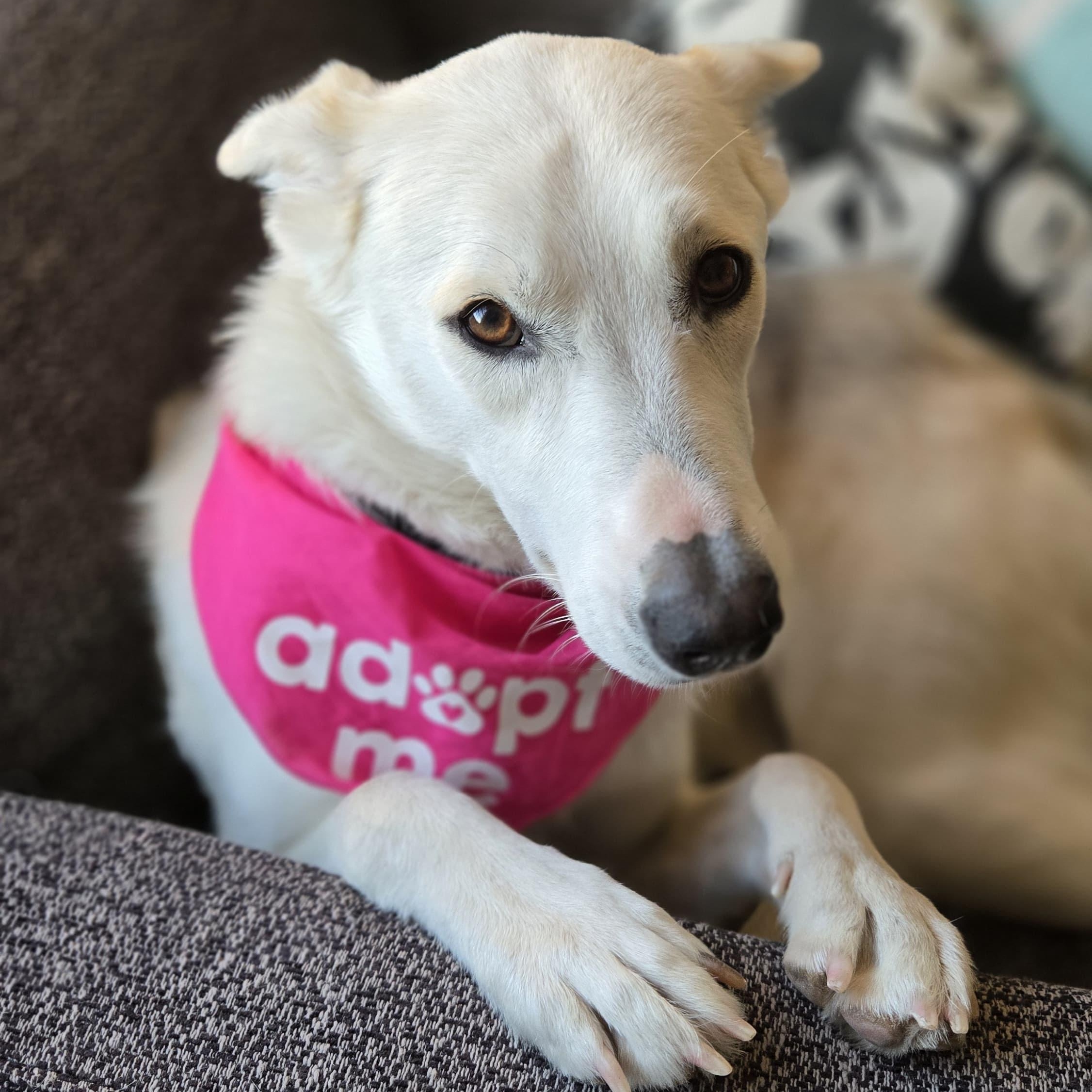 Celine, a ADOPTABLE mixed breed in Thousand Oaks, CA image 5/6