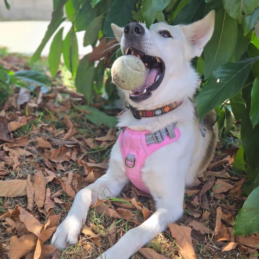 Celine, ADOPTABLE, Young Female White German Shepherd & Siberian Husky.