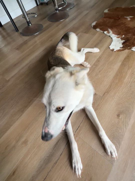 Enlarge Celine, a ADOPTABLE mixed breed in Thousand Oaks, CA video 6/6