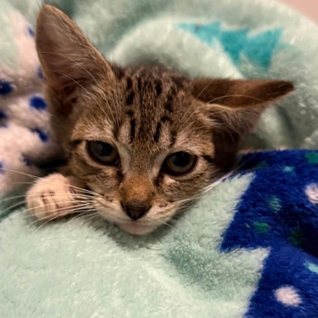 Annie Wilkes, Adoptable, Kitten Female Domestic Short Hair.