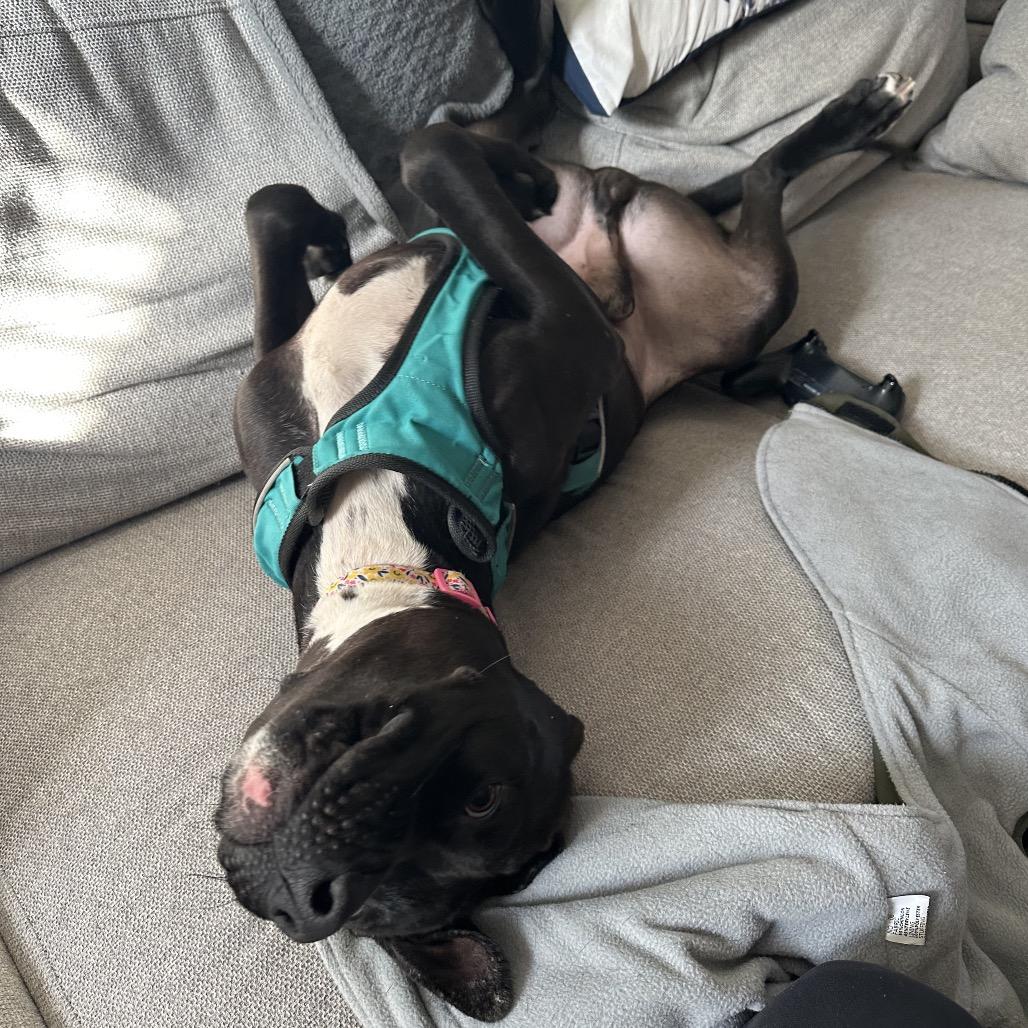 Otis *Adoption Pending*, a Adoptable mixed breed in Alexandria, VA image 1/6