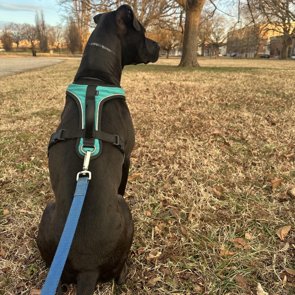 Otis *Adoption Pending*, a Adoptable mixed breed in Alexandria, VA image 2/6