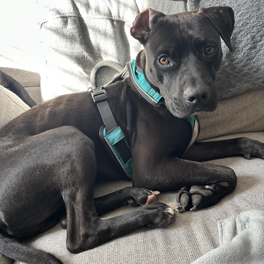 Otis *Adoption Pending*, a Adoptable mixed breed in Alexandria, VA image 5/6