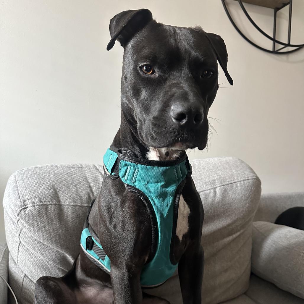 Otis *Adoption Pending*, a Adoptable mixed breed in Alexandria, VA image 6/6