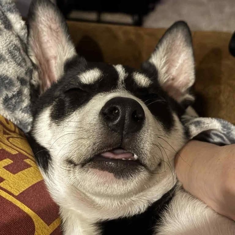 Enlarge Charlie, a Adoptable mixed breed in Lubbock, TX image 4/6