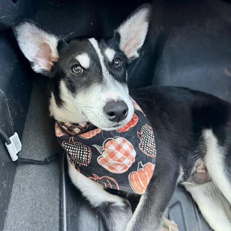 Enlarge Charlie, a Adoptable mixed breed in Lubbock, TX image 3/6