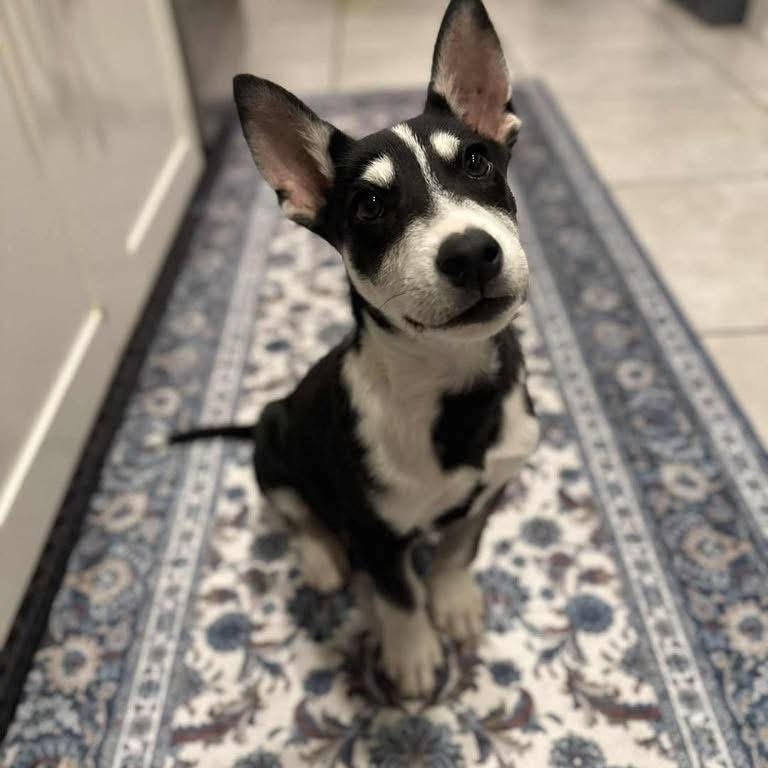 Charlie, Adoptable, Young Male Husky.