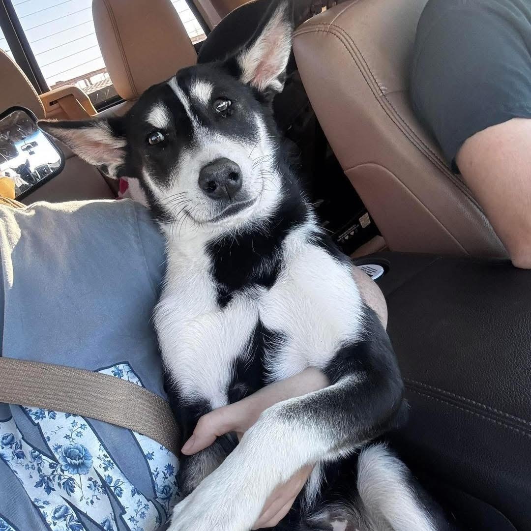 Enlarge Charlie, a Adoptable mixed breed in Lubbock, TX image 5/6