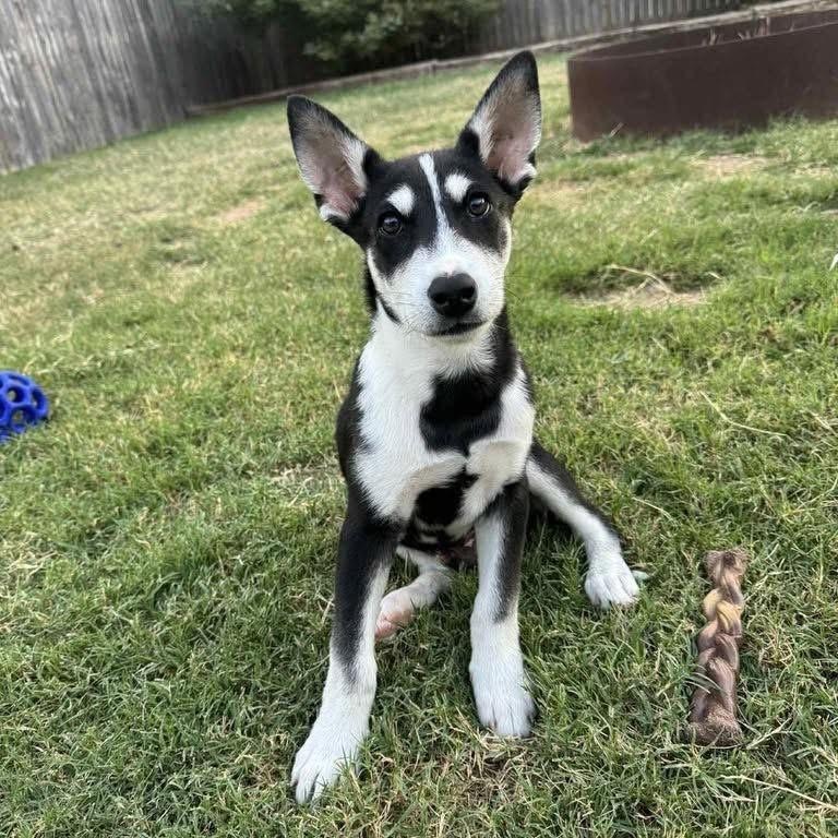 Enlarge Charlie, a Adoptable mixed breed in Lubbock, TX image 2/6