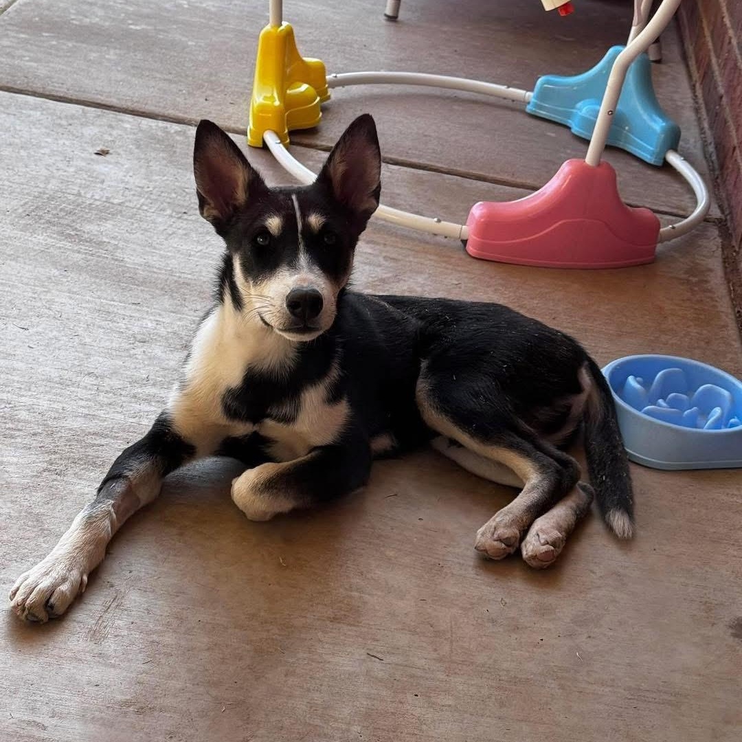Enlarge Charlie, a Adoptable mixed breed in Lubbock, TX image 6/6