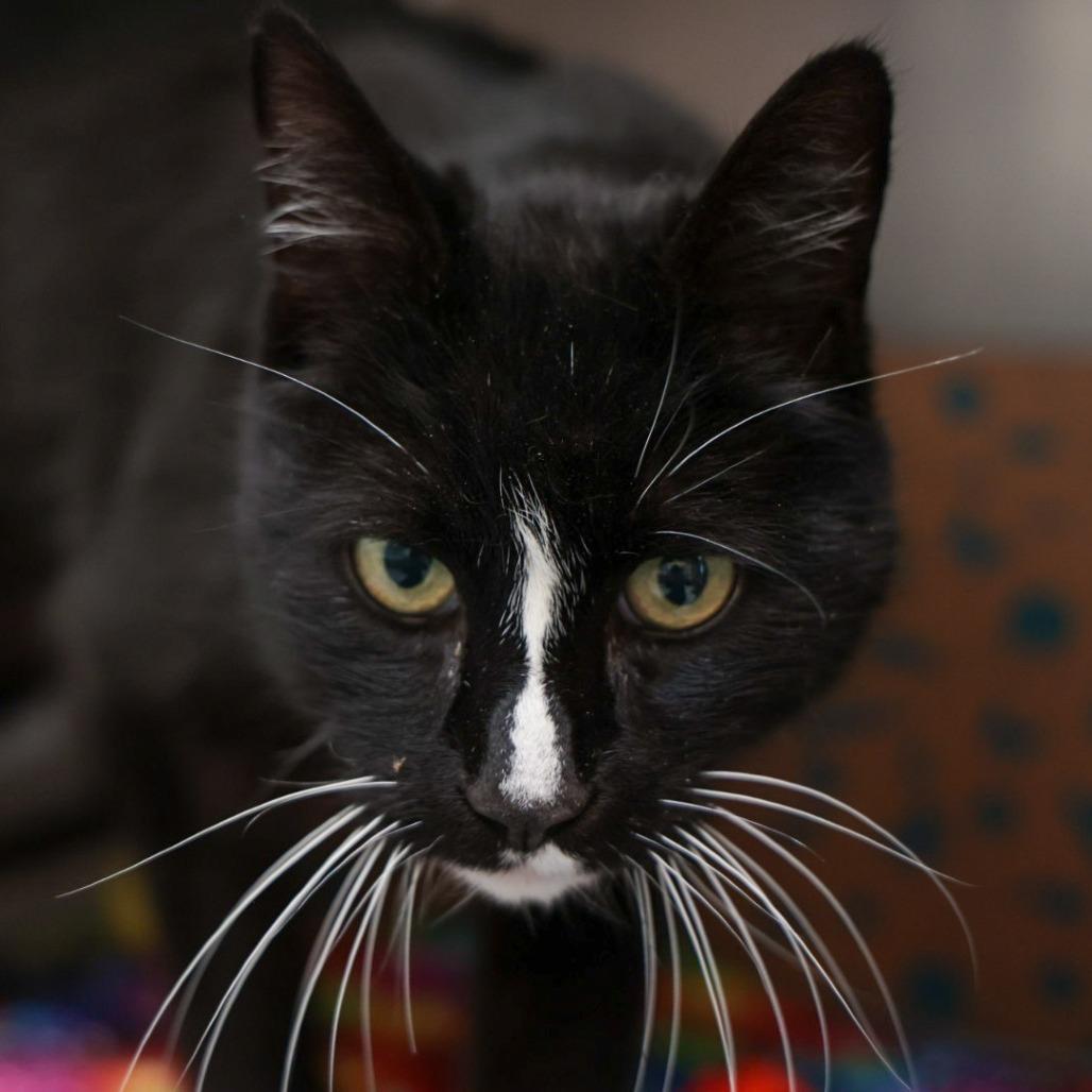Jimmy, Adoptable, Senior Male Domestic Short Hair.