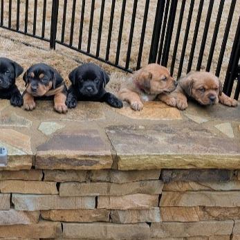 Enlarge Jilly Bean, a Adoptable mixed breed in Newnan, GA image 4/6