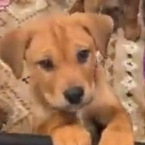 Enlarge Jilly Bean, a Adoptable mixed breed in Newnan, GA image 5/6