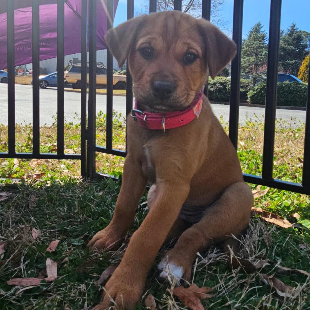 Jilly Bean, Adoptable, Puppy Female Rottweiler & Labrador Retriever.