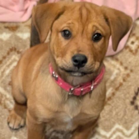 Enlarge Jilly Bean, a Adoptable mixed breed in Newnan, GA image 3/6