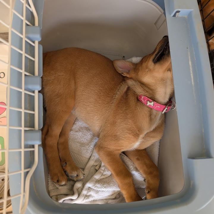 Enlarge Jilly Bean, a Adoptable mixed breed in Newnan, GA image 6/6