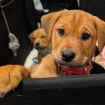 Enlarge Jilly Bean, a Adoptable mixed breed in Newnan, GA image 2/6