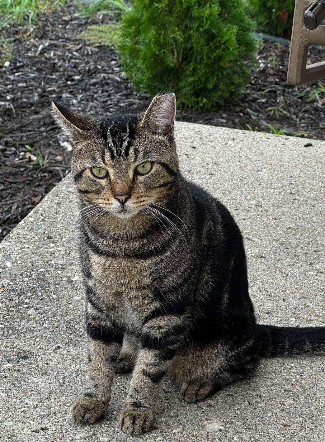 Winston, Adoptable, Young Male Tabby.