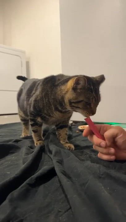 Enlarge Winston, a Adoptable Tabby in Westland, MI video 2/3