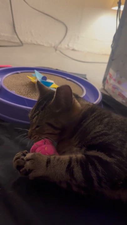 Enlarge Winston, a Adoptable Tabby in Westland, MI video 3/3