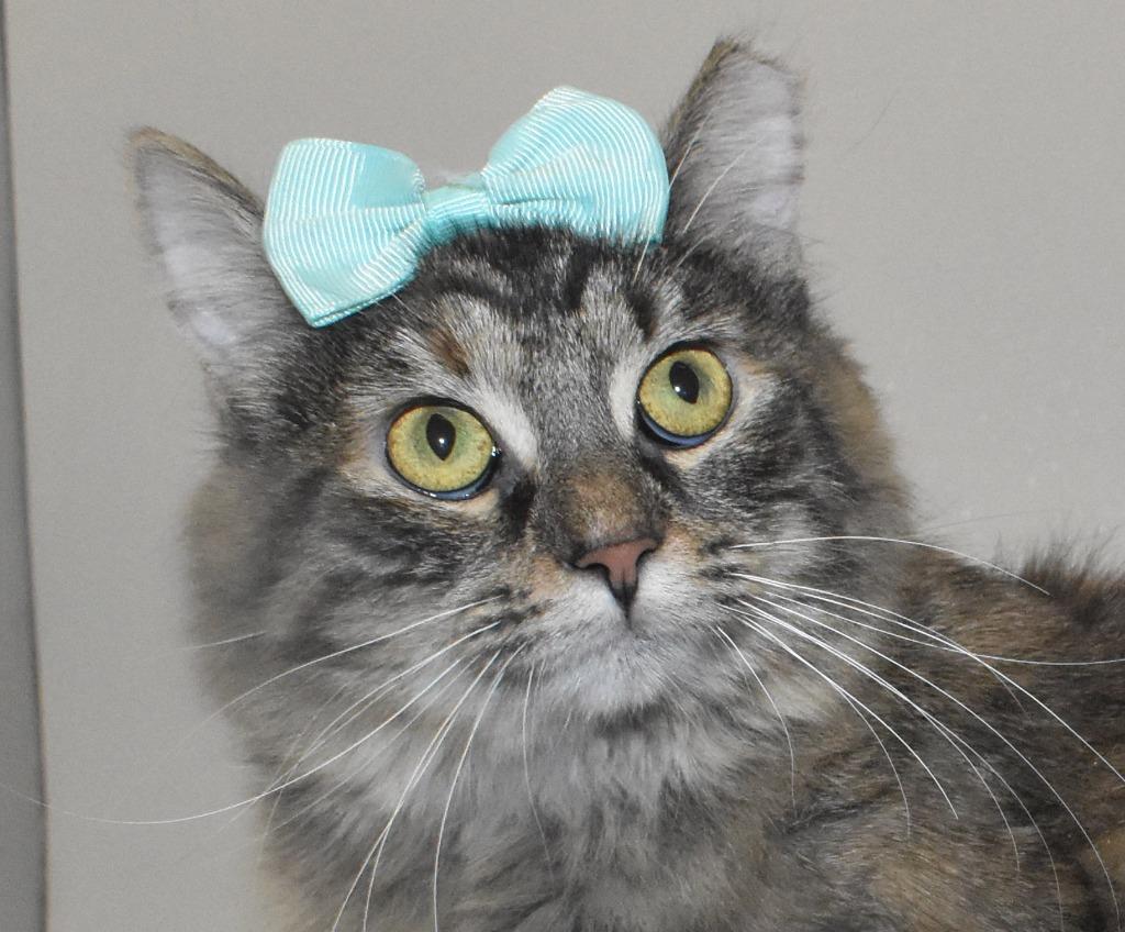 Nyx, a Adoptable mixed breed in Springfield, OH image 2/3