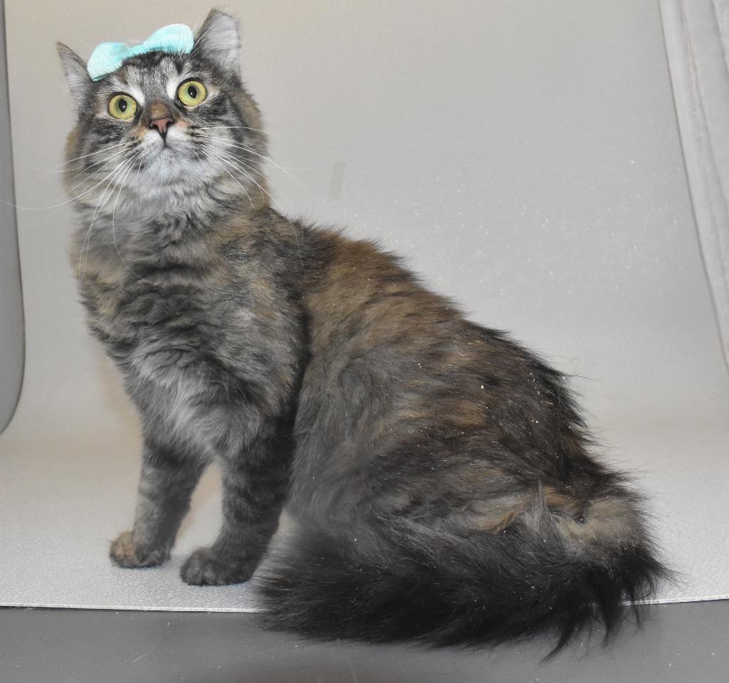 Nyx, a Adoptable mixed breed in Springfield, OH image 3/3