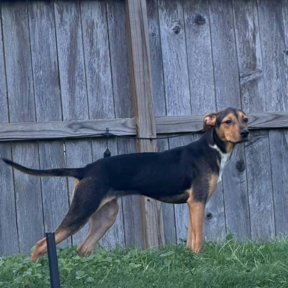 Ariel, Adoptable, Puppy Female American Foxhound.