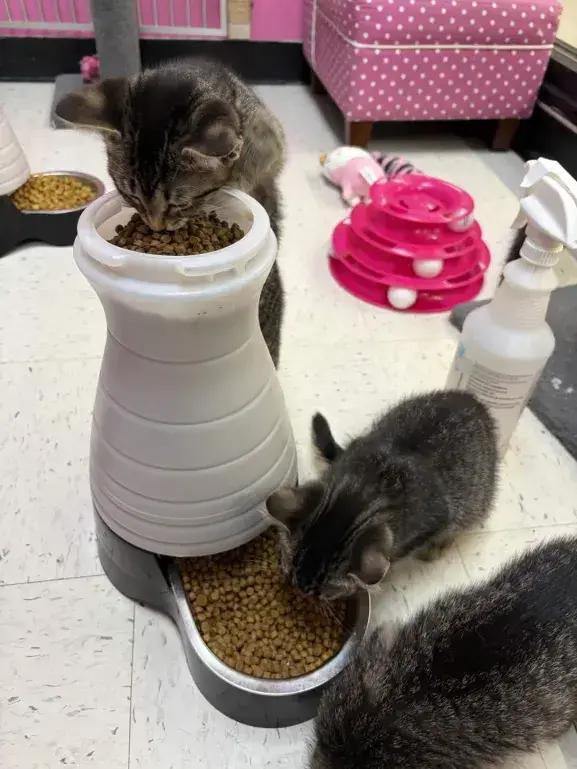 Enlarge Ceria, a Adopted Domestic Short Hair in Grand Rapids, MI image 1/5