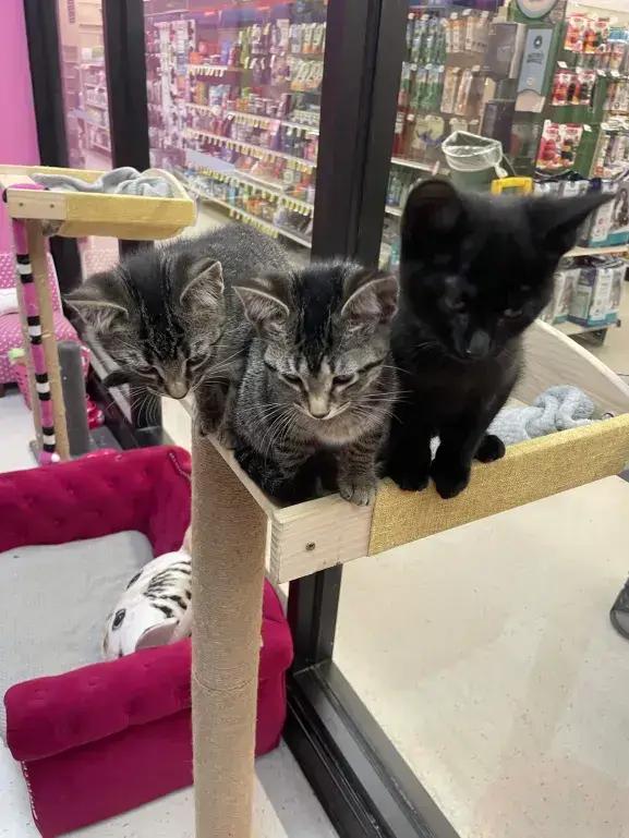 Enlarge Ceria, a Adopted Domestic Short Hair in Grand Rapids, MI image 2/5