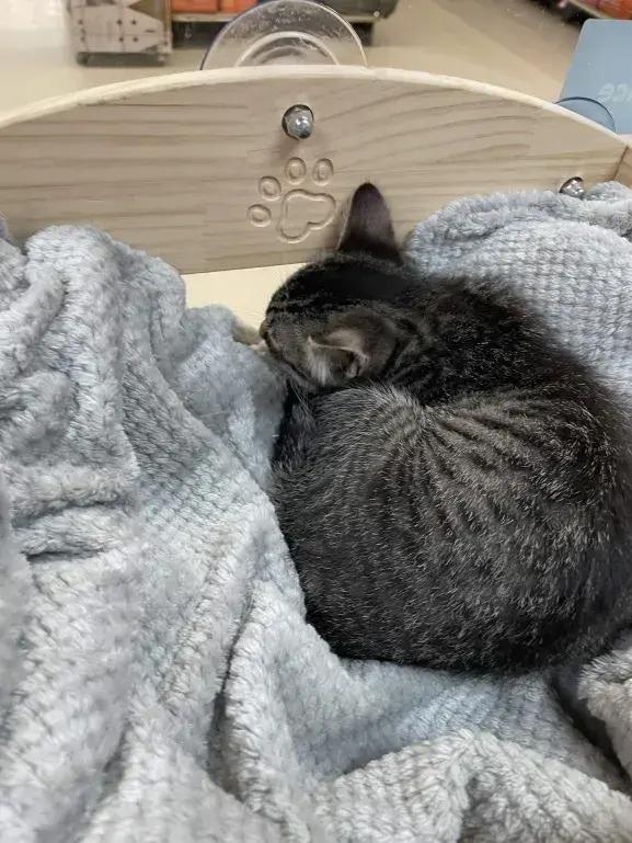 Enlarge Ceria, a Adopted Domestic Short Hair in Grand Rapids, MI image 3/5