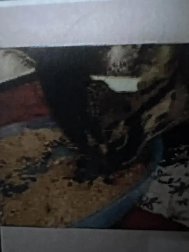 Enlarge Ceria, a Adopted Domestic Short Hair in Grand Rapids, MI image 5/5