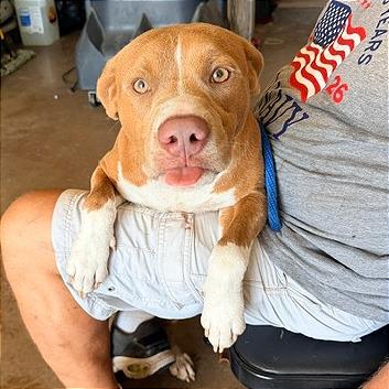 Crowley, Adoptable, Young Male Pit Bull Terrier & Mixed Breed.