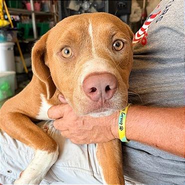 Enlarge Crowley, a Adoptable mixed breed in Denison, TX image 2/4