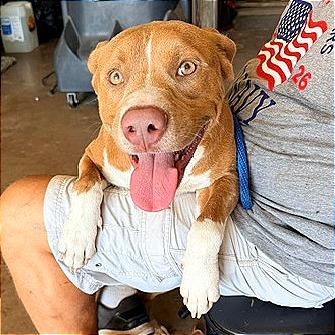 Enlarge Crowley, a Adoptable mixed breed in Denison, TX image 3/4