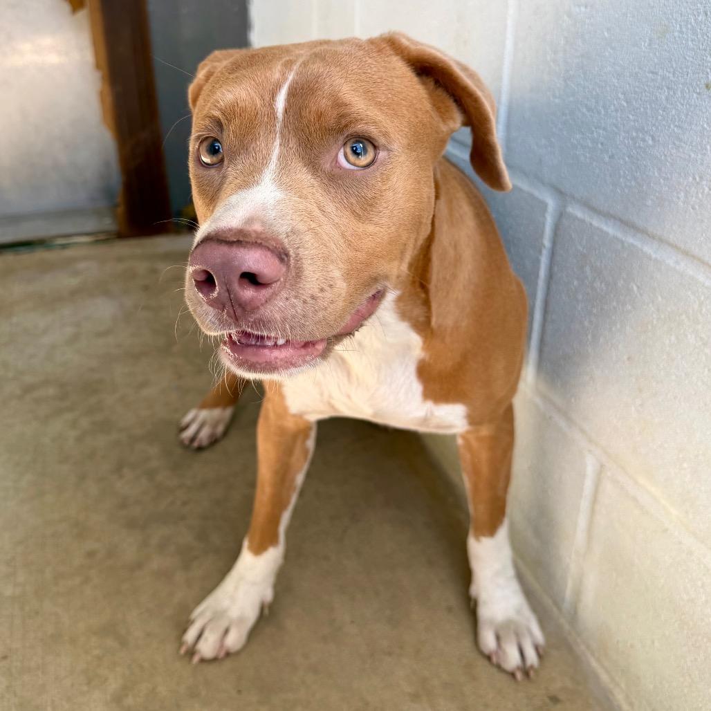 Enlarge Crowley, a Adoptable mixed breed in Denison, TX image 4/4