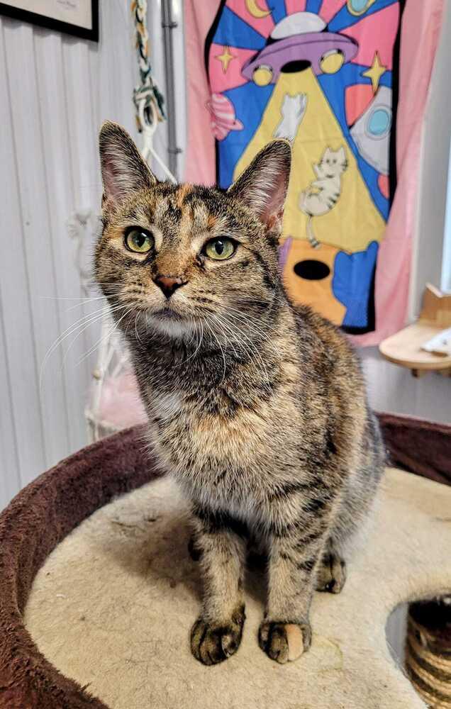 Enlarge Snickers, a Adoptable mixed breed in Wiarton, ON image 1/1