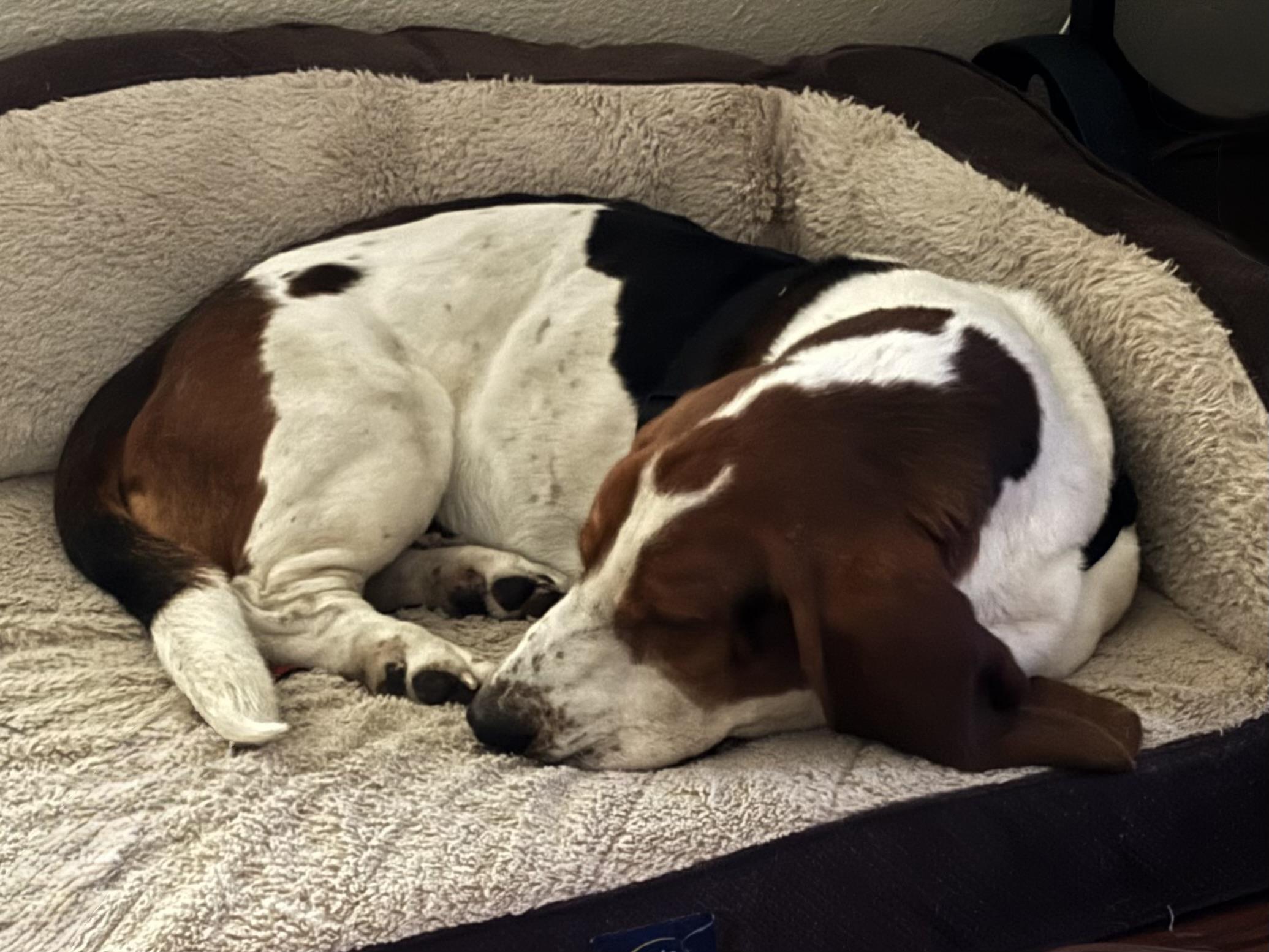 Enlarge Leo, a Adoptable Basset Hound in Auburndale, FL image 4/4
