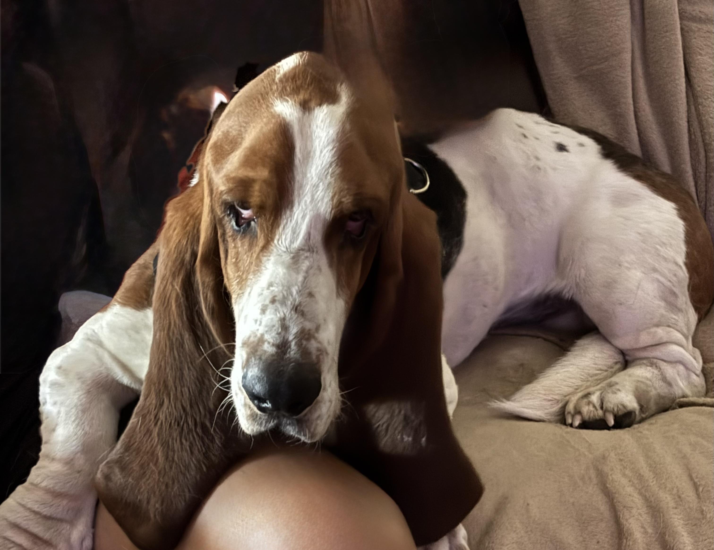 Enlarge Leo, a Adoptable Basset Hound in Auburndale, FL image 2/4