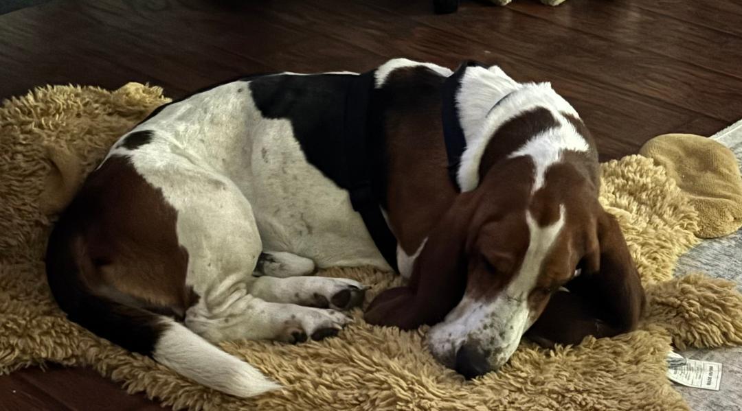 Enlarge Leo, a Adoptable Basset Hound in Auburndale, FL image 3/4