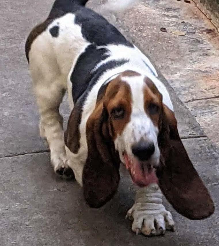 Enlarge Leo, a Adoptable Basset Hound in Auburndale, FL image 1/4