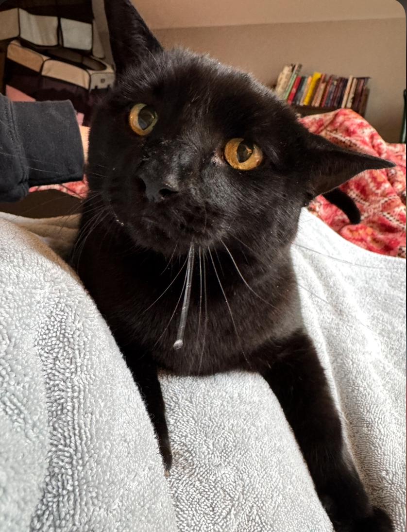 Jyoti (Jo), a Adoptable mixed breed in Mobile, AL image 1/3