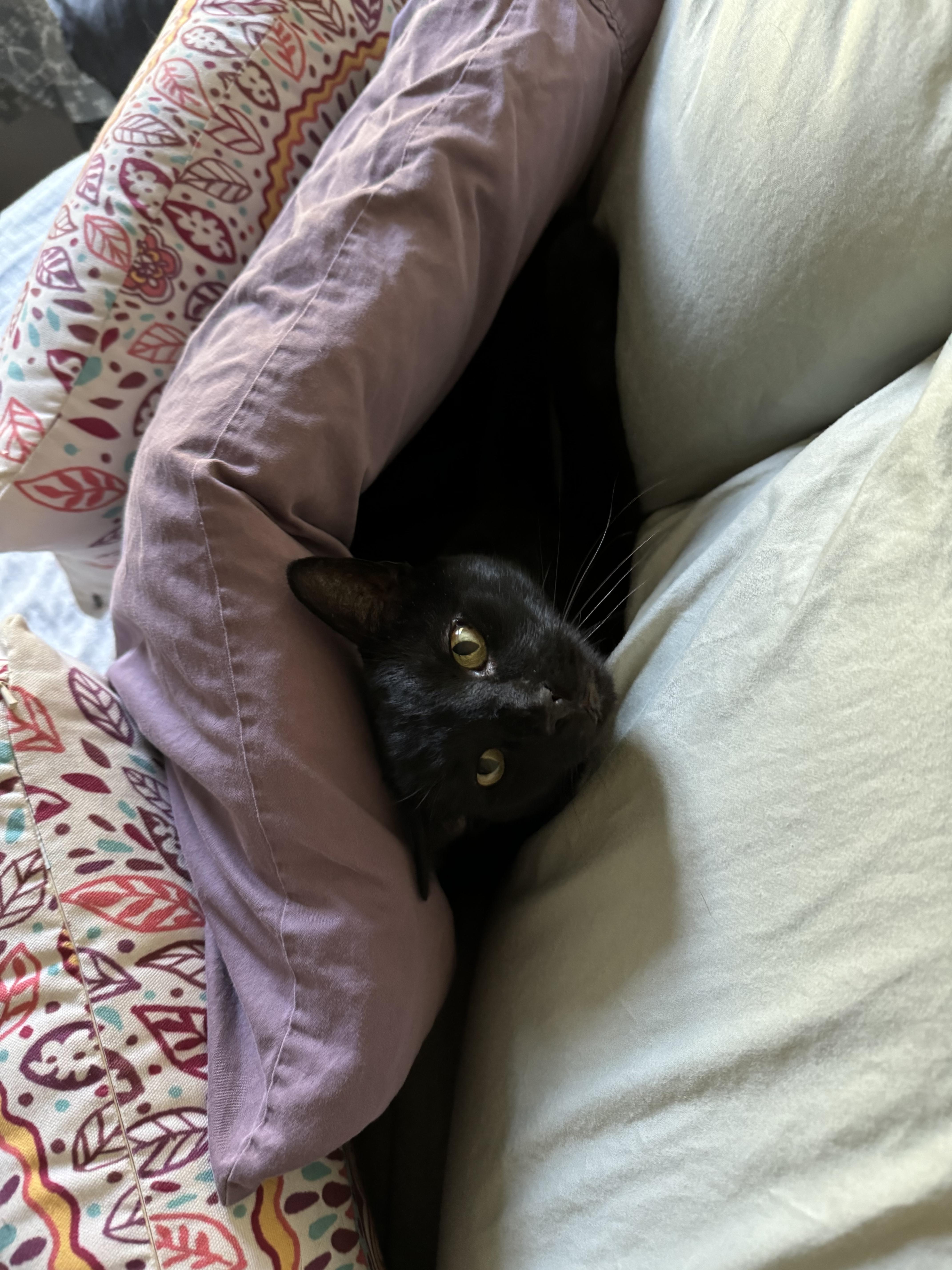 Jyoti (Jo), a Adoptable mixed breed in Mobile, AL image 3/3