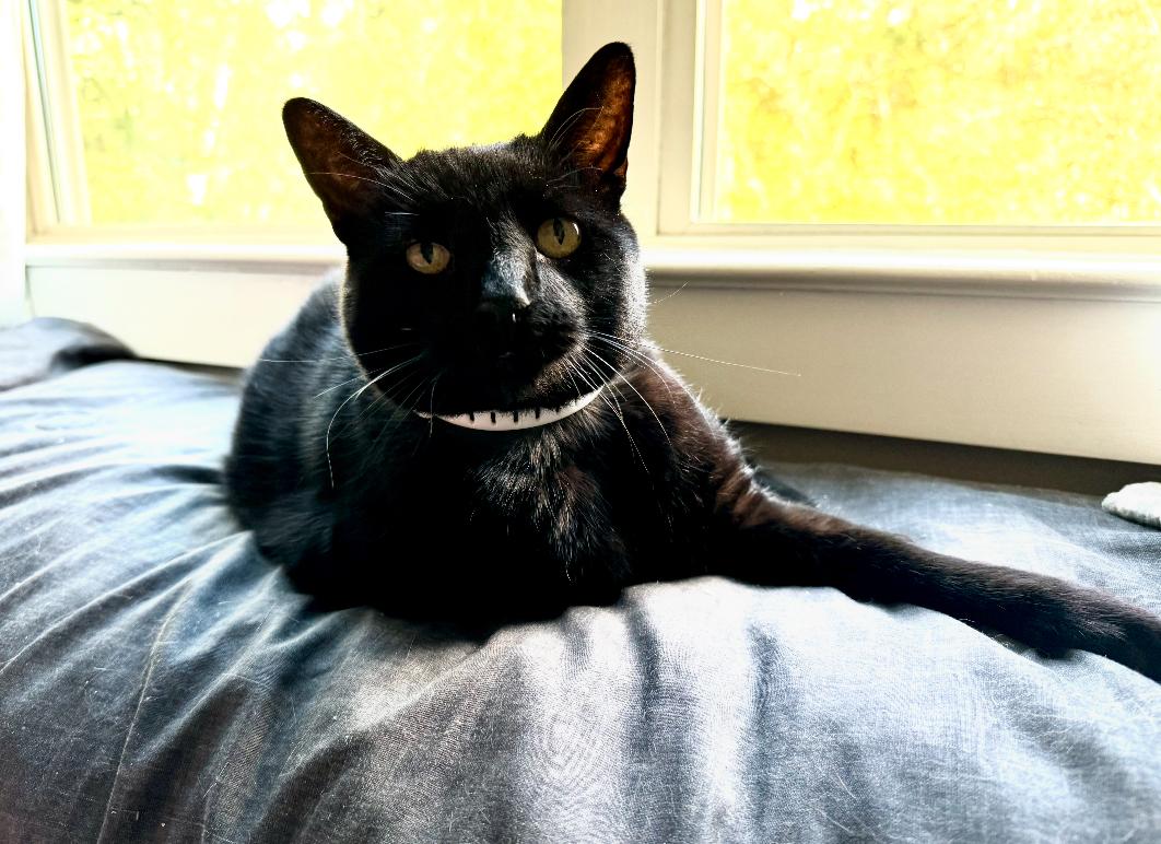 Jyoti (Jo), a Adoptable mixed breed in Mobile, AL image 2/3