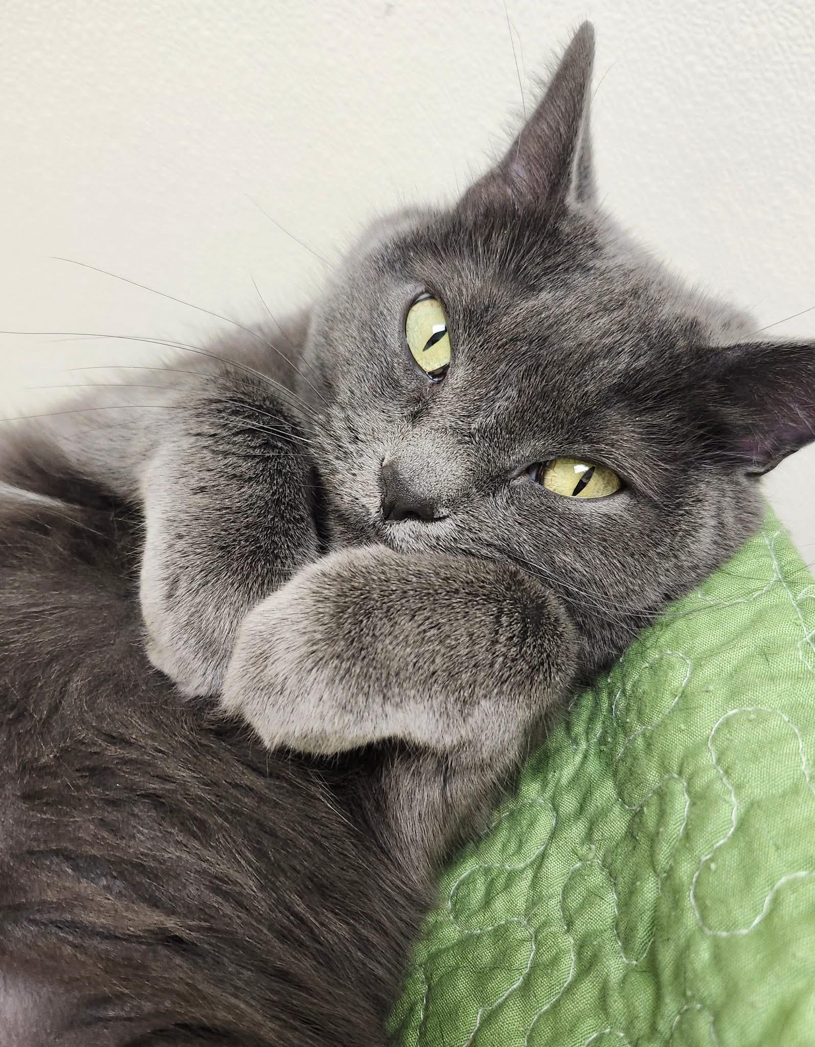 Enlarge Serena - snuggly lovergirl!, a ADOPTABLE Domestic Short Hair in Oshkosh, WI image 3/4