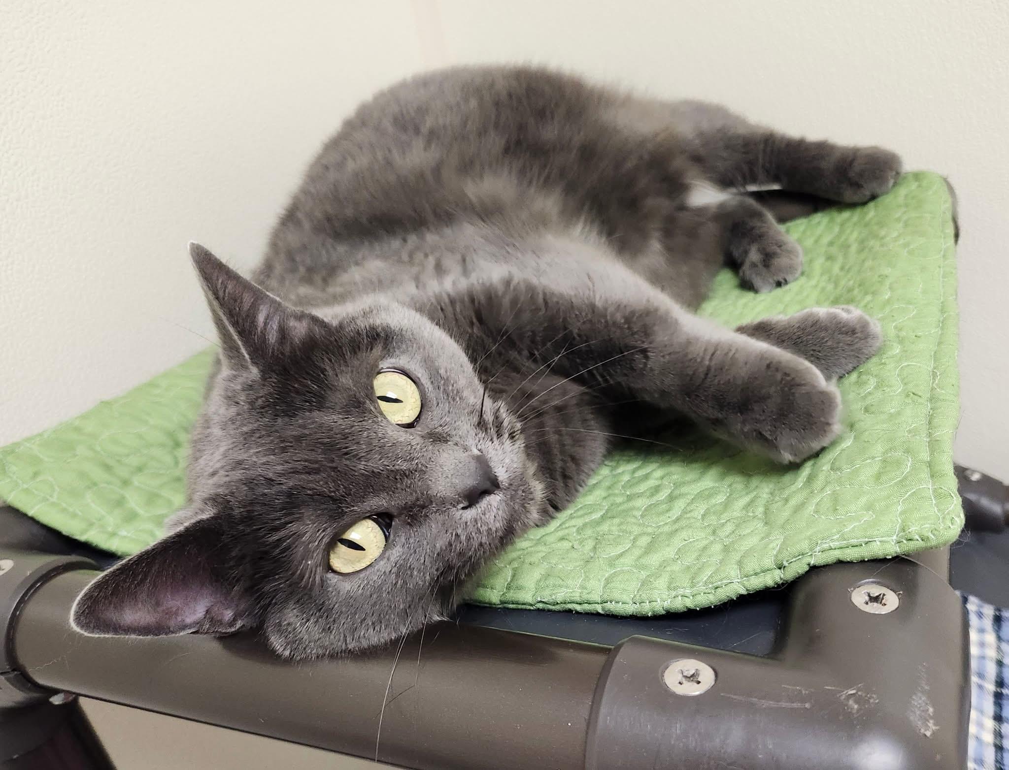 Enlarge Serena - snuggly lovergirl!, a ADOPTABLE Domestic Short Hair in Oshkosh, WI image 2/4