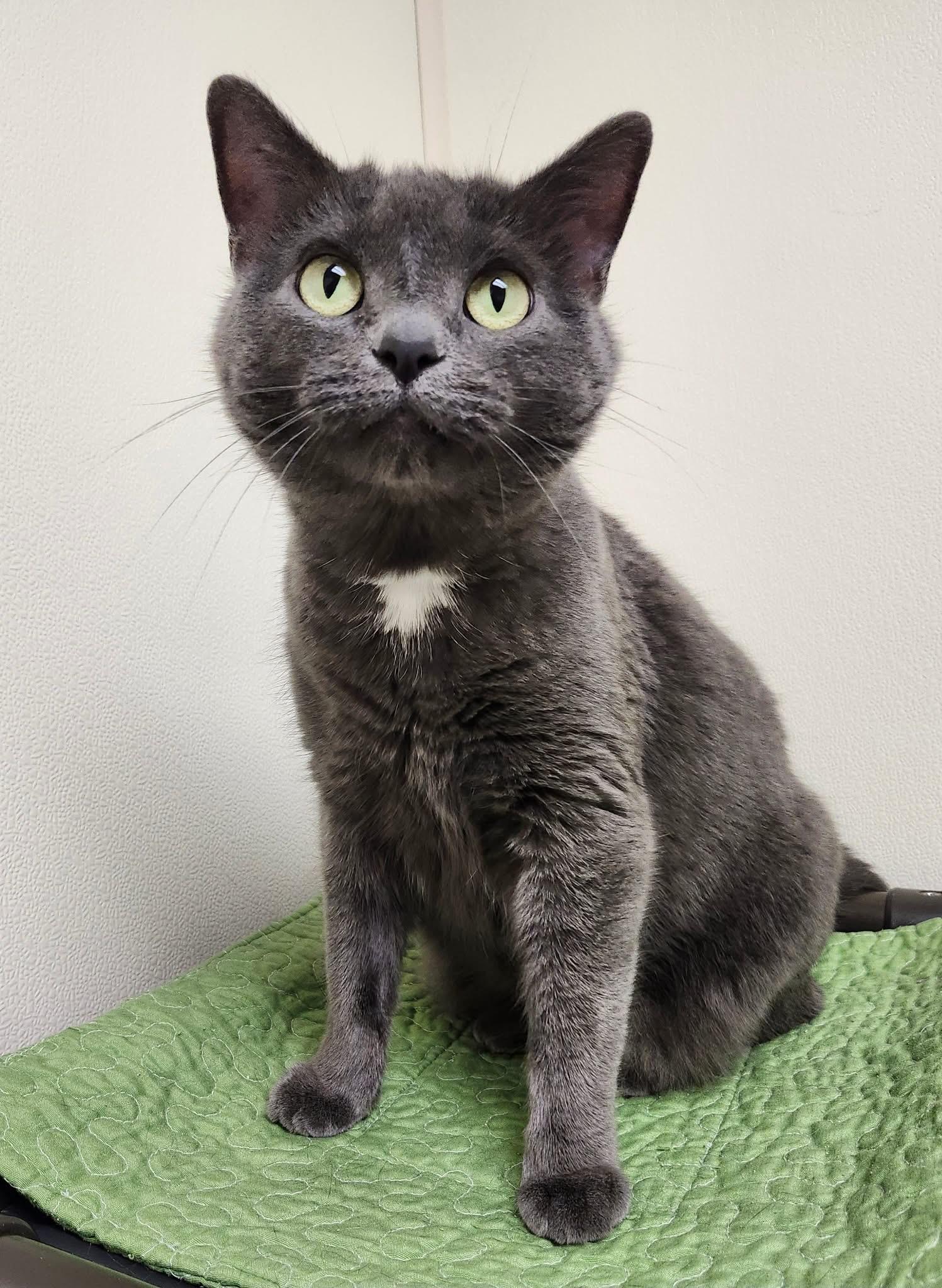 Serena - snuggly lovergirl!, ADOPTABLE, Adult Female Domestic Short Hair.