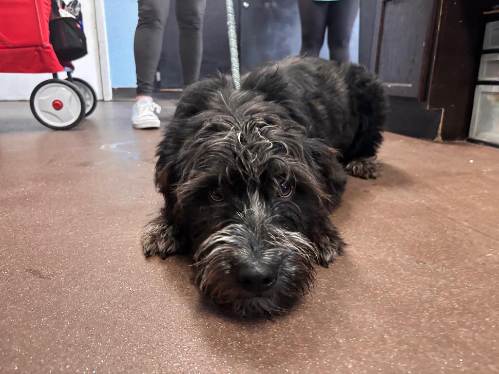 Ziva, Adoptable, Puppy Female Sheep Dog & Poodle.